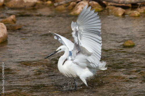Little egret Egretta garzetta fishing with raised wing in shallow river.