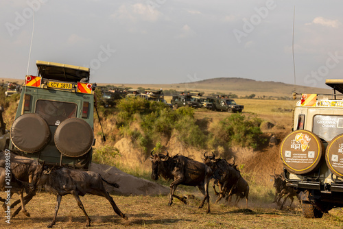 Canvas Print wildbeest