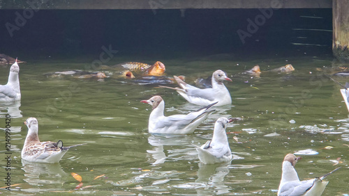 Canvas Print Mallards and gulls float calmly in murky pond water