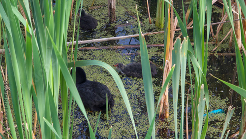 Black waterfowl rest among tall reeds