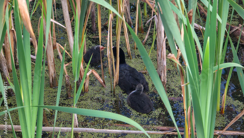 Young black ducks nestle among tall reeds