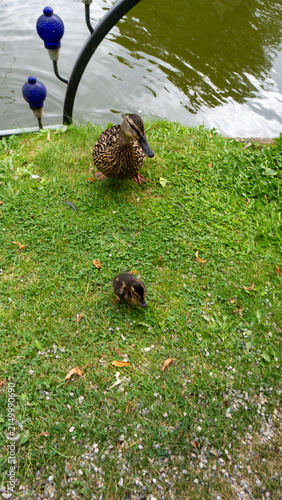 Duck and duckling near calm pond waters