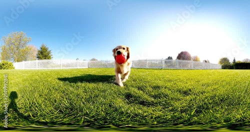 Dog running on grass towards a toy ball in a backyard, panoramic view of a sunny green lawn with a white fence.