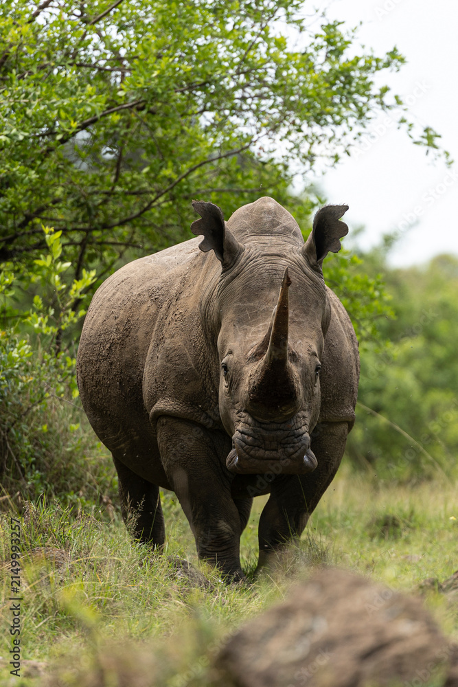 Fototapeta premium rhino in the grass