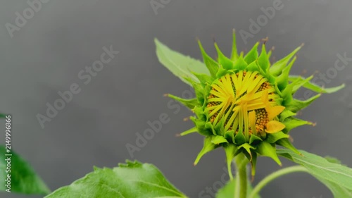 Sunflower bud before blooming