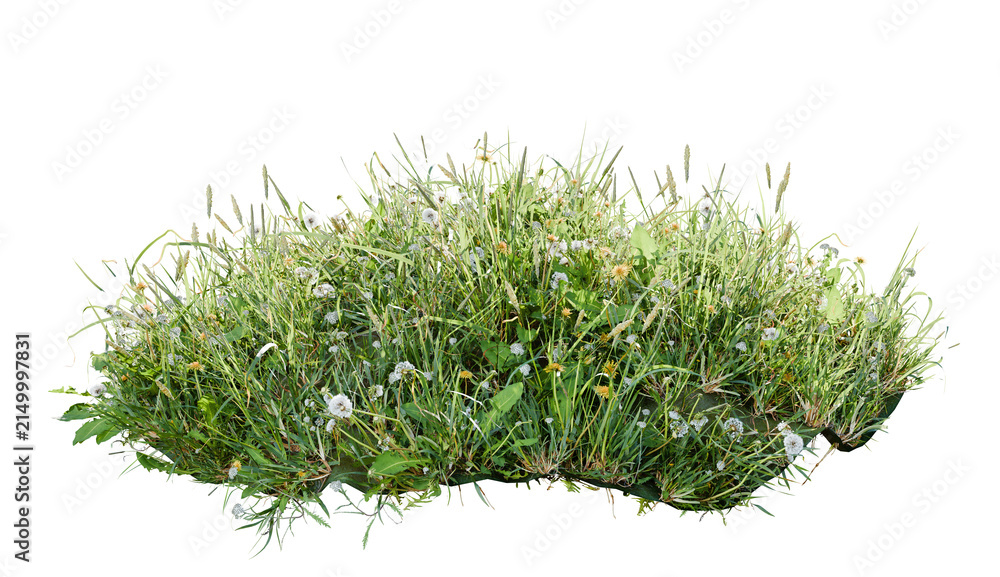 Fototapeta premium Wild grass and flowers isolated on transparent background 3D render