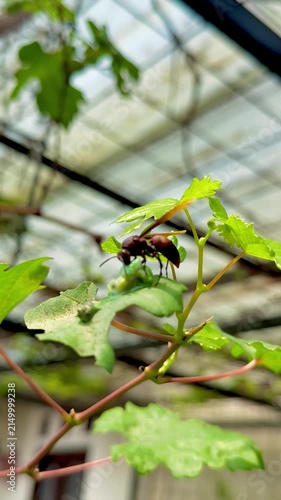Wild insect of wasp eats caterpillar on leaf
