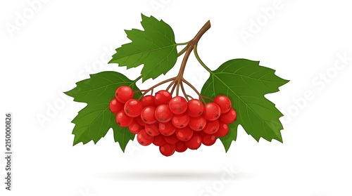 Bunch of Red Viburnum Berries with Green Leaves Isolated on White