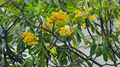 Yellow flowers of Frangipani in the garden