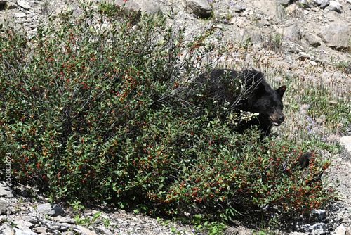 American black bear  feeding on berries in Rocky Mountain in Alberta, Canada
