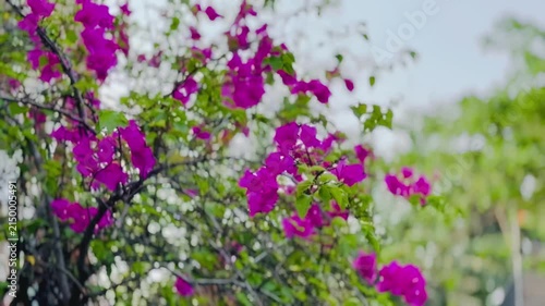 Fuchsia bougainvillea flowers duringht breeze