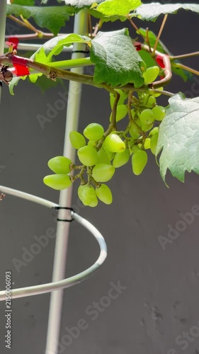 Growing grapes on pot's trellis