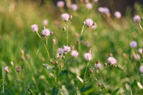 Wild Cirsium Arvense Inflorescence in Summer Field