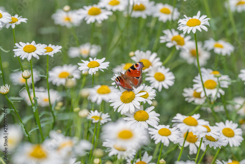 Cuadro en lienzo Butterfly dances amid a field of daisies, celebrating nature's beauty on a sunny