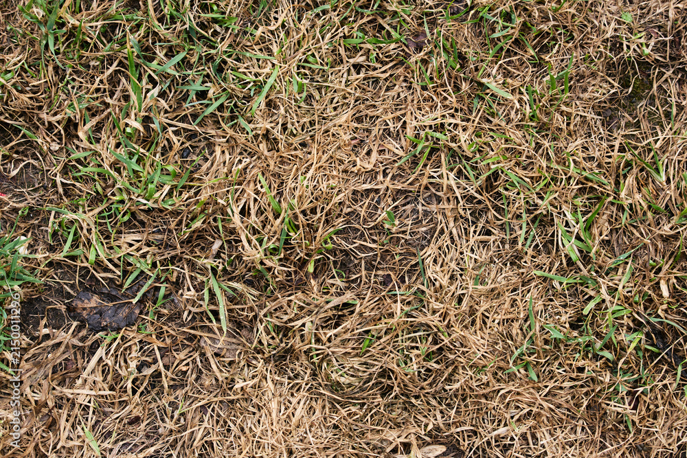 Obraz premium Poor lawn condition: Close-up of dry matted grass and patches of bare earth in a garden