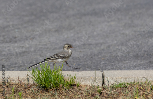 Young wagtail bird walking on a concrete curb in an urban environment