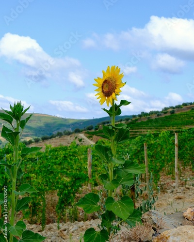 Beautiful sunflower just outside the small town of Provesende in the Douro Valley