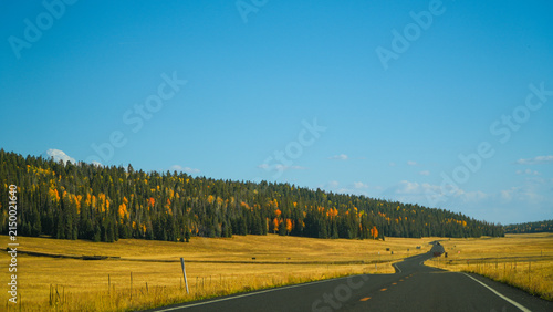 Empty road stretching toward colorful autumn trees under clear blue sky in Utah USA