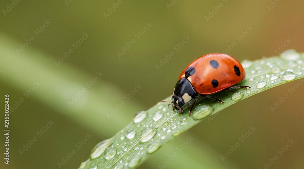 Fototapeta premium Extreme macro shots, Beautiful ladybug on leaf defocused background