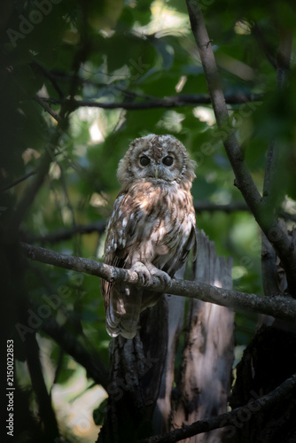 A juvenile towny owl in the trees