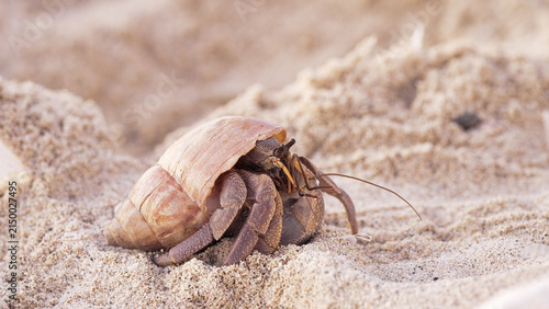 Фотография a hermit crab, a crustacean from the genus coenobita, in a shell in beach sand,