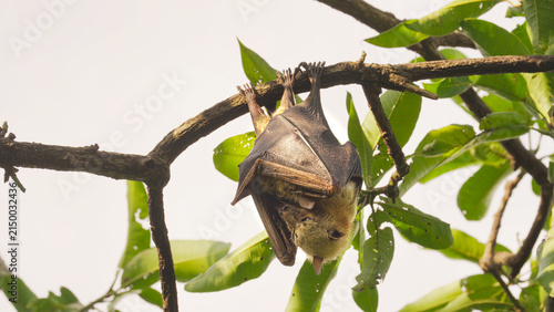 Bild auf Leinwand Sulawesi flying fox or fruit bat with baby or pup, a pteropus species of megabat
