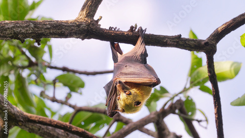Photography Cute fruit bat or sulawesi flying fox, acerodon celebensis, hanging in tree in i