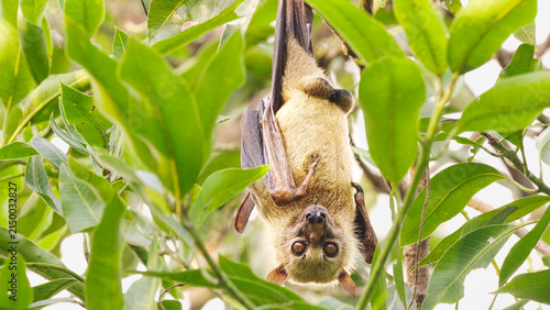 Canvas Print A cute sulawesi flying fox or fruit bat, acerodon celebensis, hanging in tree in