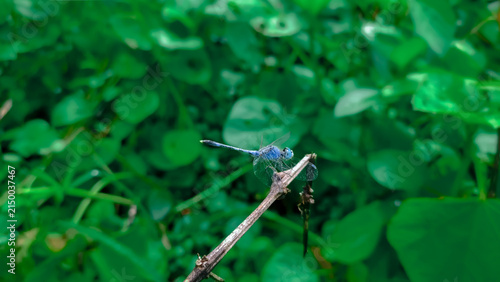 blue dragonfly on a stick.