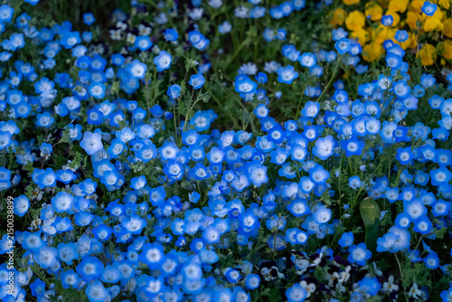 Obraz na płótnie 青いネモフィラの花