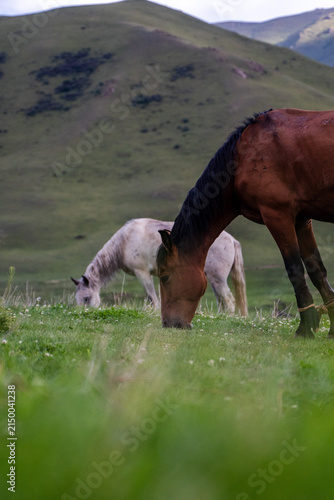 Wild horses in Kyrgyzstan around Song Kul lake