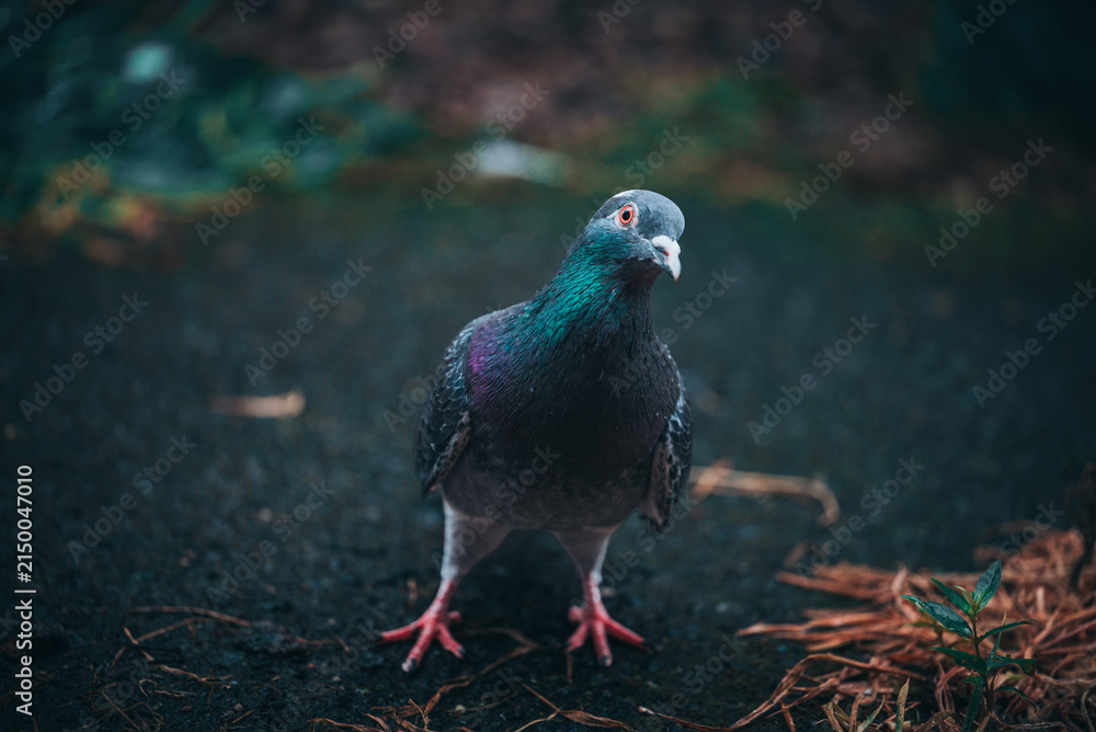 Obraz premium The Curious Observer