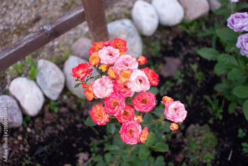 Quadro su tela Bush of Rosa 'Rumba' floribunda roses growing in a garden, photographed close up