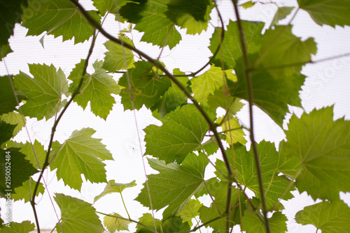 фотографія Grape vines growing in a greenhouse and supported by a wire trellis system