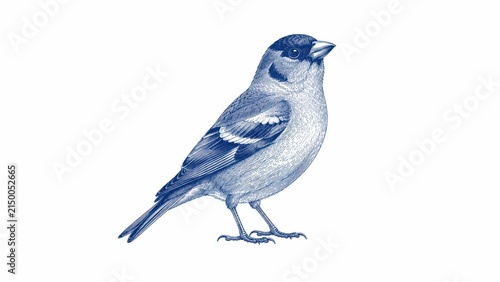 Detailed blue ink illustration of a small songbird on white