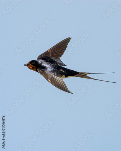 Adult barn swallow in flight against a blue sky