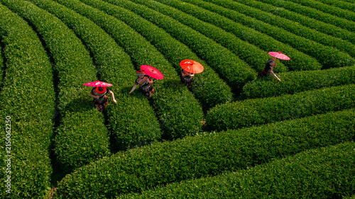 Tea Harvest in Moc Chau Tea Plantation, Son La, Vietnam