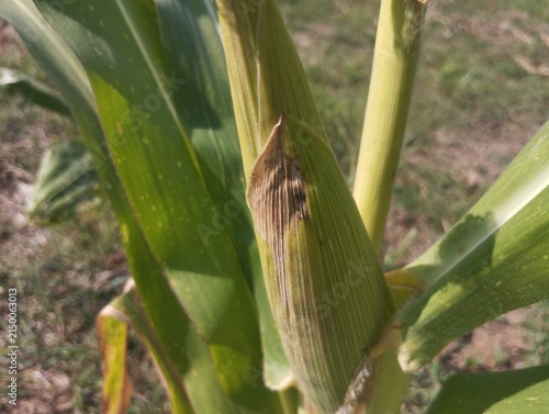 Photography Close-up of a developing green corn ear enclosed by husk leaves with selective focus and a softly blurred outdoor background