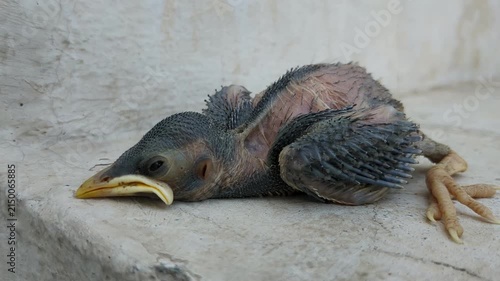 Baby Bird Chick
