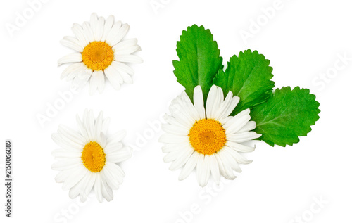 Chamomile flowers isolated on a white background, contour