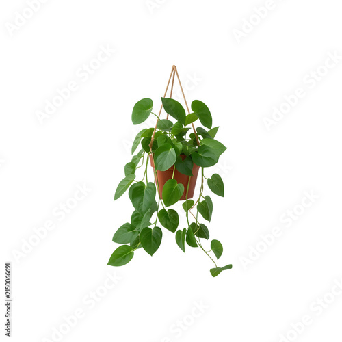 Trailing pothos plant in hanging pot