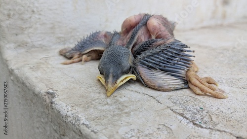 Принти на полотні Baby Bird Chick