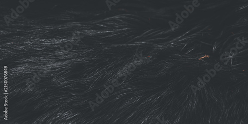 Konstfotografi The background texture is thick and shiny black goat fur or hair.