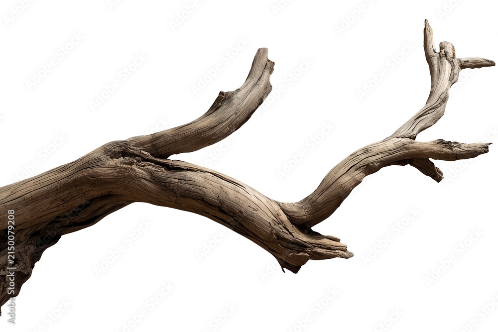 Fototapeta premium Forked weathered tree branch isolated on transparent background