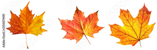 beautiful vibrant autumn maple leaves displaying stunning orange, red, and yellow hues against black backdrop.