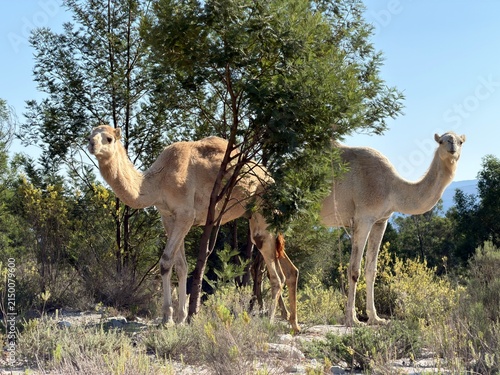 Foto camels in the wildlife