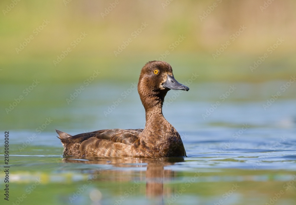 Fototapeta premium Tufted duck (Aythya fuligula)