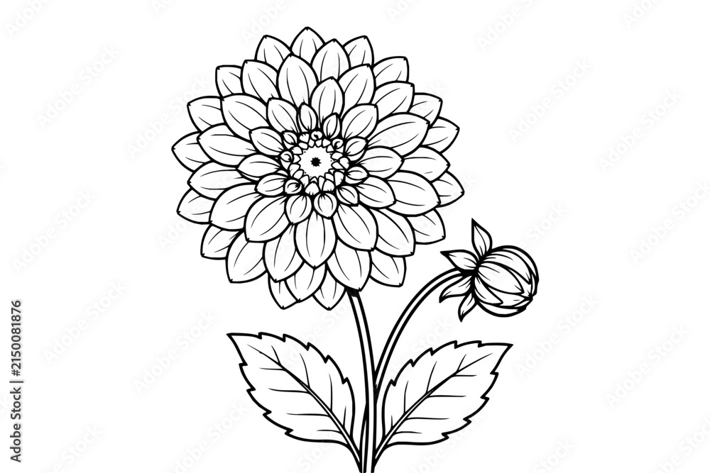 Obraz premium Dahlia Flower Bloom and Bud Botanical Sketch in Black and White Line Art