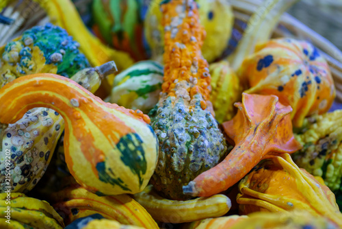 Colorful gourds in a basket displaying various shapes and patterns during autumn harvest season