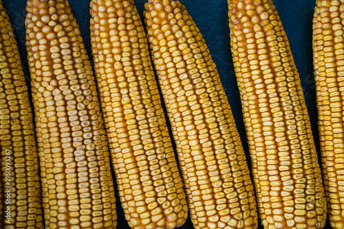 Harvested corn cobs lined up on a dark surface for display and inspection in a farm setting